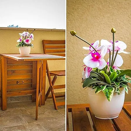 Готель Olive Tree 4*